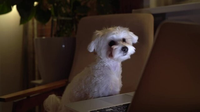 dog in working with computer. Freelancer work from home during quarantine Social distancing lifestyle. Stay at home. video