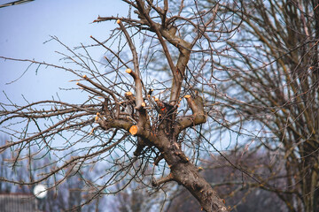 example of incorrect branch pruning. pruning branches on a tree. spring pruning with a saw