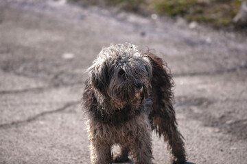 stray dog needing a haircut. homeless dog in need of shelter. dog with dreadlocks