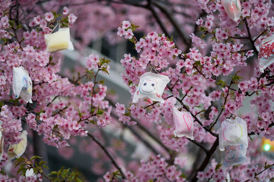 Cherry Blossom Trees with Illumination at night in Tokyo
