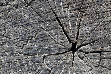 The texture of the old darkened cut of a tree. 