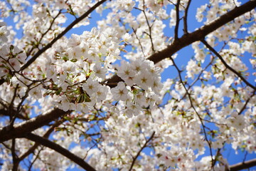 Beautiful cherry blossom sakura in spring time over blue sky at Ginza district in Tokyo prefecture, Japan - 桜 銀座 東京 日本
