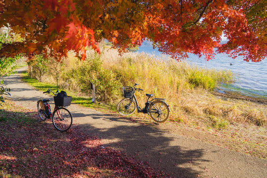 Bicycles under a maple tree with beautiful autumn colors.