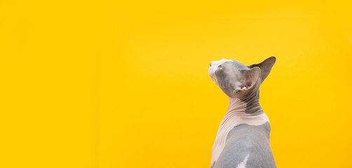 Profile curios and attentive sphynx cat looking up. Isolated on yellow background