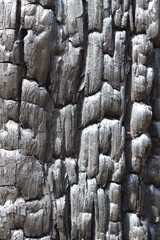 The texture of a burnt tree after a fire in the forest.