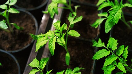 Home flowers, plants. Comfort and being in the house create