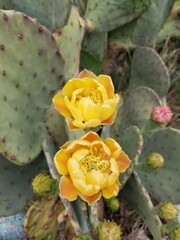 cactus in bloom