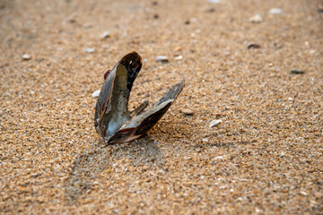 dead clam on brown sand morning light