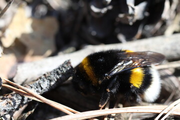 Bumblebee resting after daytime flights in the spring forest.