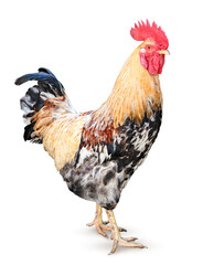 Rooster on a white background, side view. Isolated