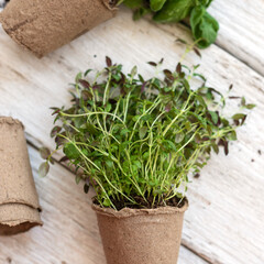 Homemade greens in pots growing in pots with biodegradable peat moss on a white wooden background, top view. Home gardening, a hobby in a pandemic. Healthy eating