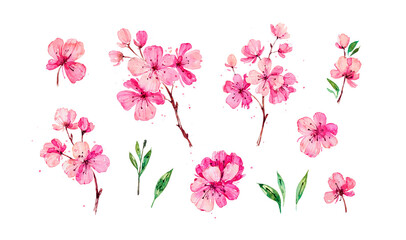 Set of pink Apple and Cherry flowers isolated on white background. Hand painted watercolor sakura. Botanical hand drawn illustration for wedding invitations, prints, greeting cards, birthday, fabrics