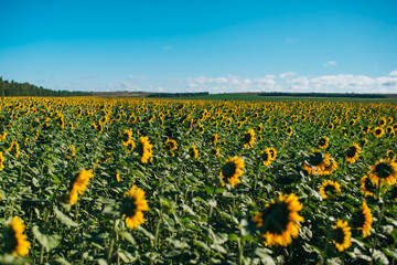 field of sunflowers against sky