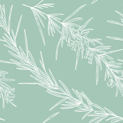 Rosemary plant, herbs on the seamless floral pattern