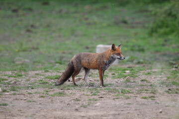 Fototapeta premium fox