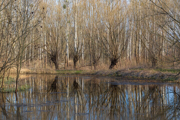 Floodplain forest and willow - Salix caprea. Water flows around the trees. The landscape is illuminated by the setting sun
