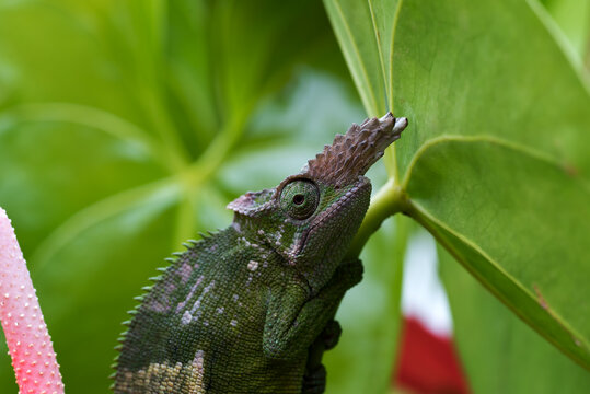 Close-up of a fischer chameleon on  leaf, Indonesia