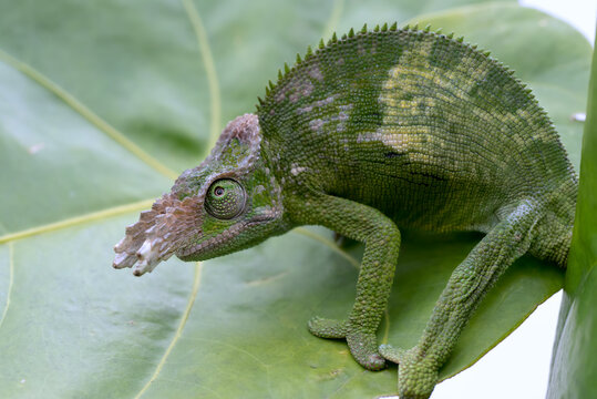 Close-up of a fischer chameleon on  leaf, Indonesia