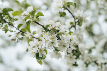 blossom in spring