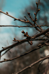 spring blossoms tree