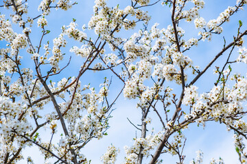 trees blooming with white flowers in springtime