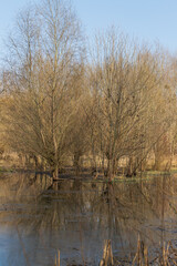 Fototapeta na wymiar Floodplain forest and willow - Salix caprea. Water flows around the trees. The landscape is illuminated by the setting sun