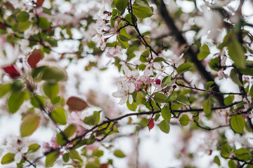 apple tree in bloom