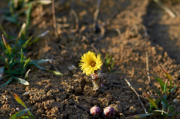 Photo of yellow coltfoot flower in springtime