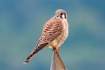 Close-Up of an American Kestrel, Canada