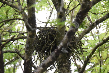 bird in a tree