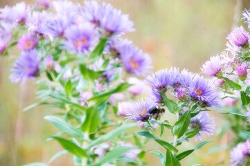 Bumble Bee on Fall Flowers