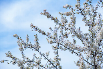 trees blooming with white flowers in springtime