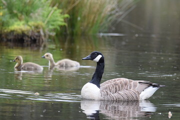 country goose family