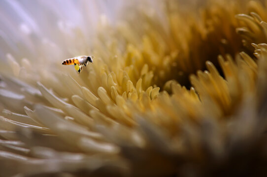 Wasp hovering by a flower in bloom, Indonesia