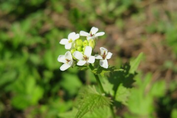 White alliaria flowers in the garden in spring, closeup