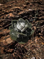 cerrado flower