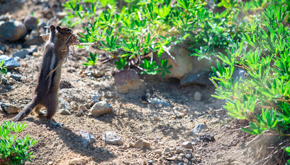 Little Squirrel on a forest trail in summer season