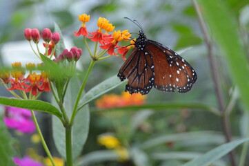 Brownish Butterfly 