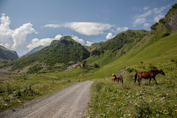 Fototapeta na wymiar horses walk in the summer in the mountains of Georgia