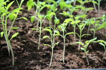 Young tomato plants (focus on the leaves)