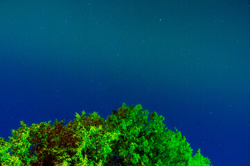Fototapeta na wymiar Night Sky with Tree Top