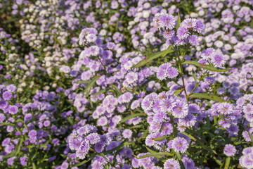 Beautiful margaret flowers blooming in the garden.