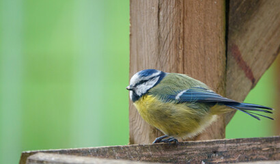 a blue tit on the wooden bird table dining on seed and meal worms