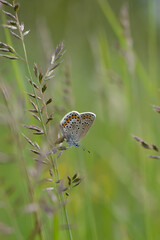 Brown argus butterfly on a plant .