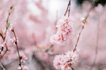 Cherry Blossom with Soft focus, Sakura season and early spring