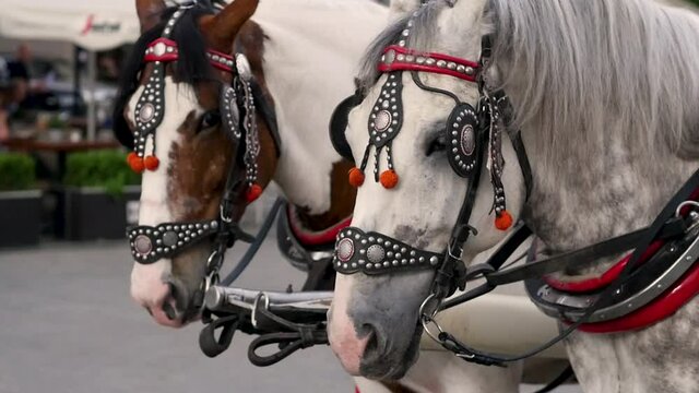 Slow motion close-up still shot of horse with bridle saddle in main square of old town Krakow Poland Europe 1920x1080 HD