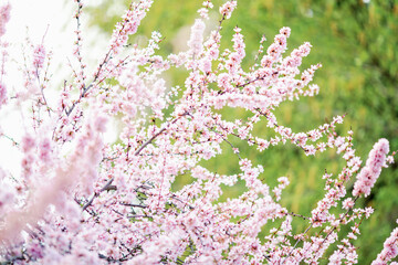 Sakura blooming. Cherry Blossom in Springtime. Beautiful pink flowers. blooming garden and blossoming flowers on the tree. copy space. selective focus and blurred background