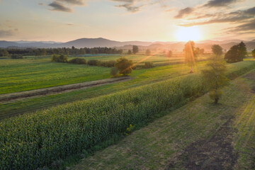 Obraz premium Green corn field at sunset from aerial view.
