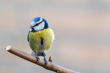 Blue Tit  looking to the right.