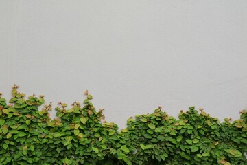 The plant on the gray wall. Soft focus. Background and nature concept.
